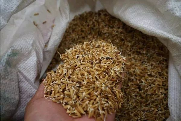 如何打破種子休眠